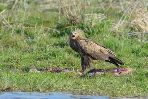 Male Lesser spotted eagle