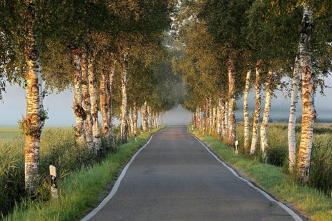 Birches avenue