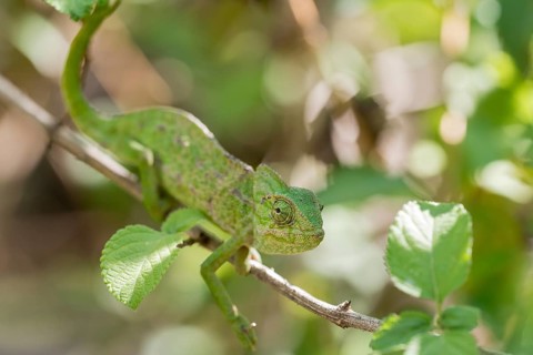 Mediterranean chameleon