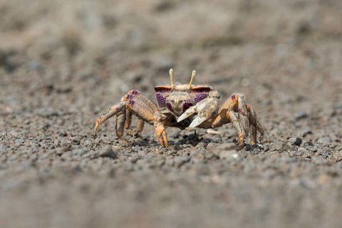 Male European fiddler crab