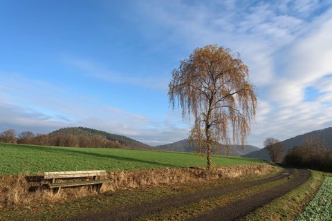 Weeping birch