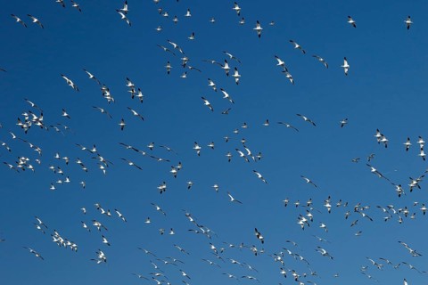 Snow geese