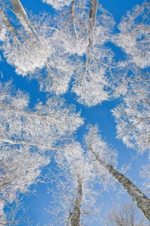 Tree tops of deep snow covered beech forest against blue sky in Neuchatel Jura