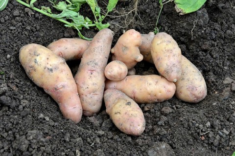 Potatoes