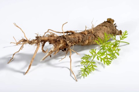 Wild carrot