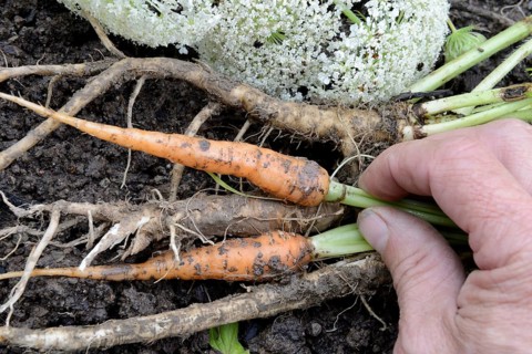 Wild carrot