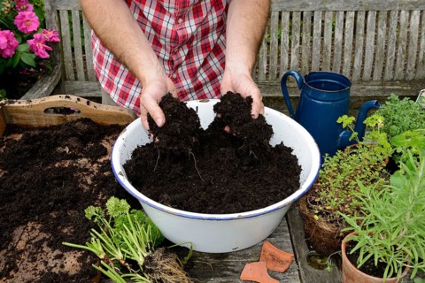 Planting of a plant pot with herbs