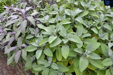 Sage