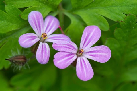 Herb Robert