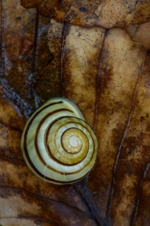 Grove snail