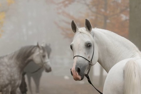 Arabian thoroughbred