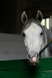 Arabian thoroughbred