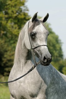 Arabian thoroughbred
