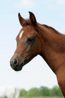Arabian thoroughbred