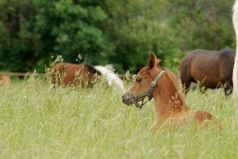 Arabian thoroughbred