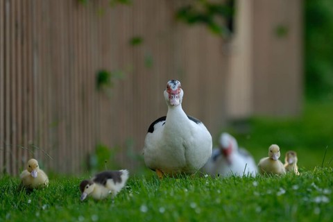 Native muscovy duck with ducklings