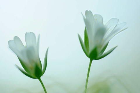 Great stitchwort