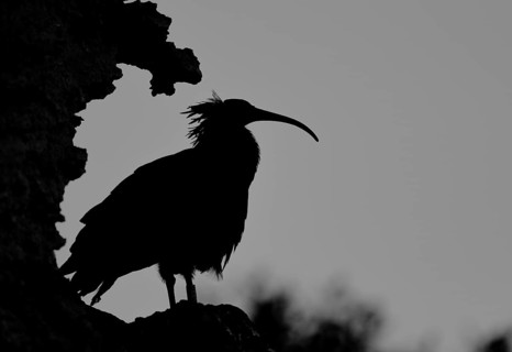 Northern bald ibis