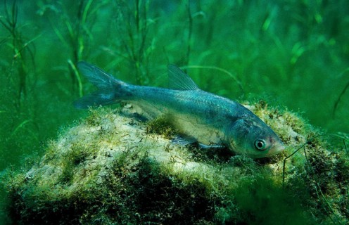 Silver carp