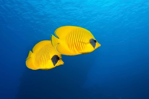 Pair of masked butterflyfish