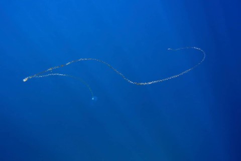 Chain of salps floating in the sea