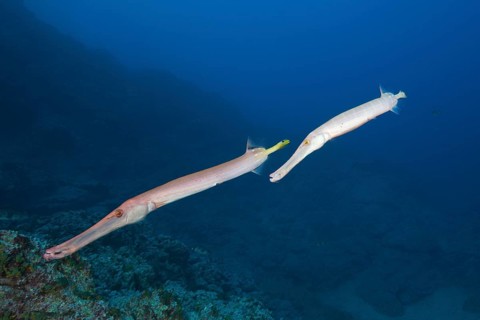 Trumpetfish