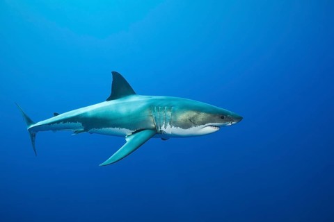 Great white shark