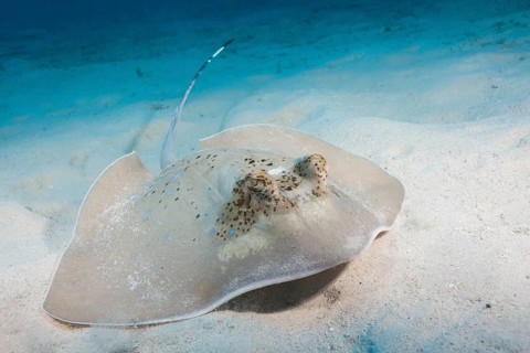 Kuhl's stingray