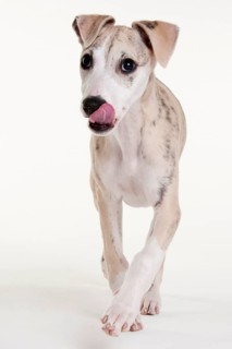 Whippet