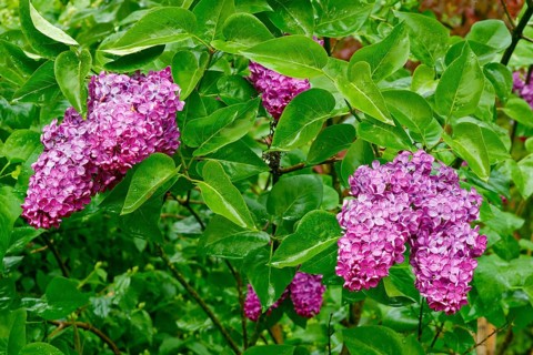 Common Lilac