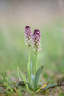 Early fire orchid