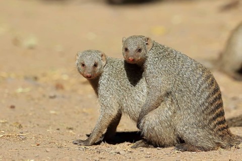 Banded mongoose