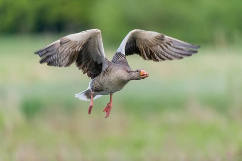 Greylag goose