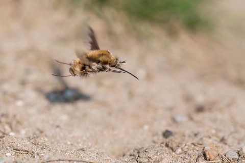 Large bee fly