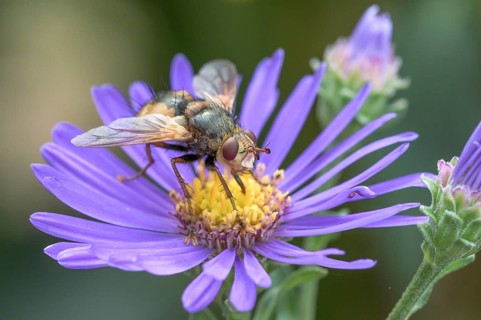 Hedgehog fly