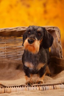 Dwarf grey hair dachshund
