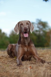 Weimaraner