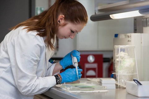 Student of the faculty of biology at the University of Duisburg-Essen during research work pipetting