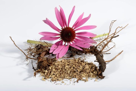 purple cone flower