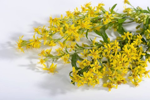Goldenrod