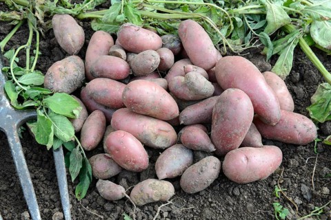 Potatoes