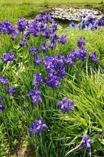 Siberian iris