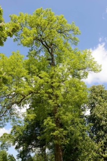 Common ash