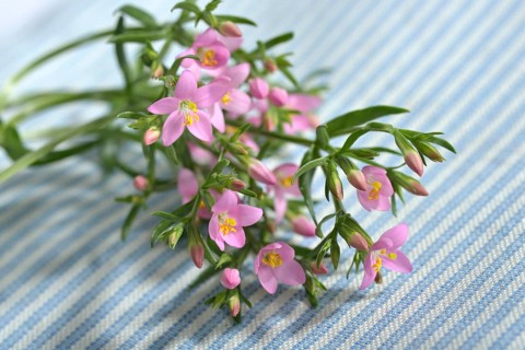Centaury