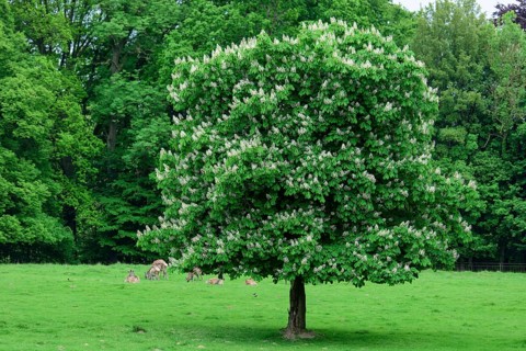 Flowering chestnut