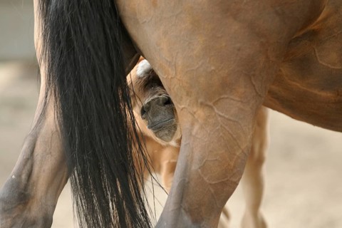 Arabian thoroughbred