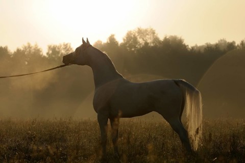 Arabian thoroughbred