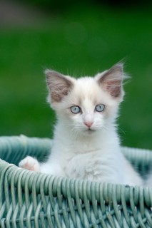 Ragdoll cat