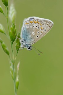 Chapman's Blue butterfly