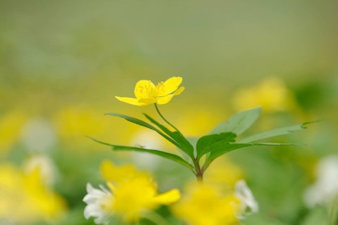 Yellow Anemone